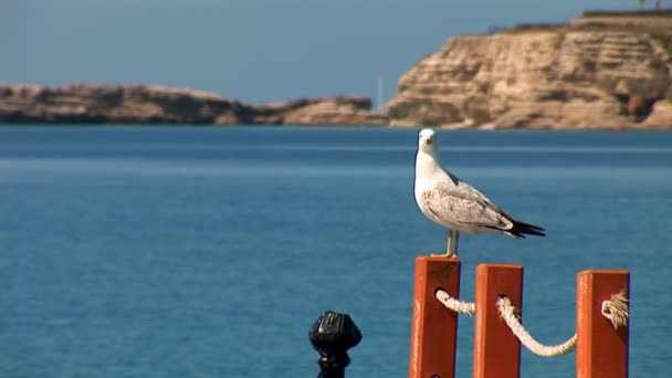 Gaviota — Vídeos de Stock