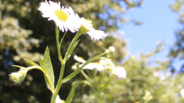 Daisies bloom — Stock Video