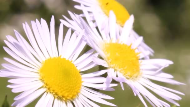 Trois marguerites — Video