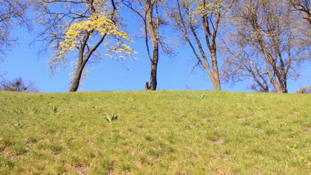 Весенние цветущие деревья на зеленом холме — стоковое видео