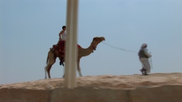 Їзда верблюда — стокове відео