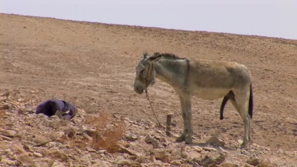 Burro polla grande — Vídeos de Stock