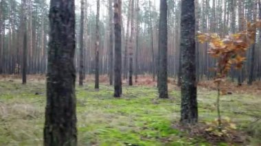 Kızıl Orman - Ağır çekim seyahat çekimi.