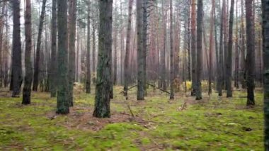 Kızıl Orman - Ağır çekim seyahat çekimi.