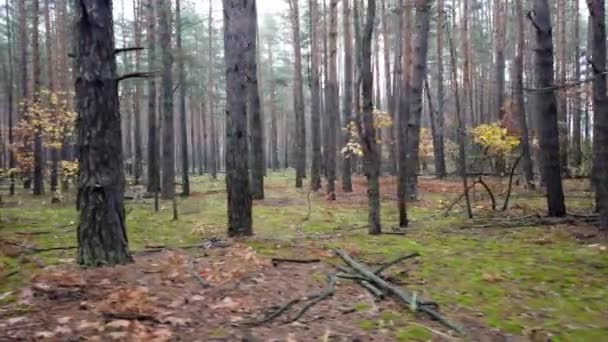 Red Forest Lassított Felvétel — Stock videók