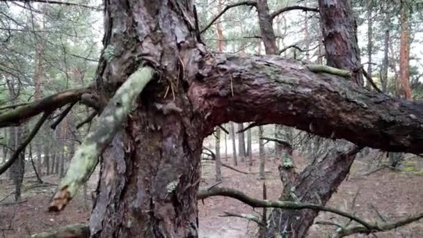 Floresta Assustadora Conto Fadas Com Árvores Mortas Velhas Galhos Secos — Vídeo de Stock