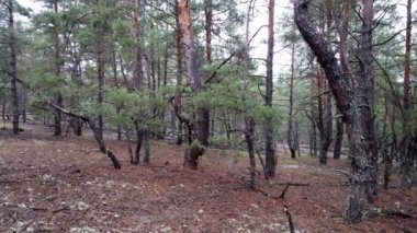 Ölü ve yaşlı ağaçları ve eğri dalları olan korkunç peri masalı ormanı