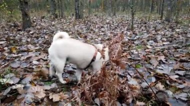 Güzel genç köpek sonbahar ormanında yürüyor.