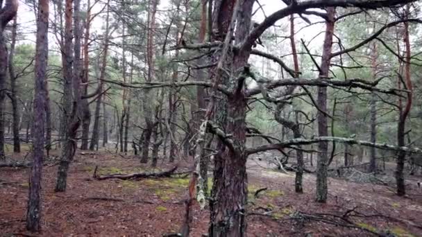 Foresta Fiabesca Spaventosa Con Alberi Vecchi Morti Rami Secchi Storti — Video Stock