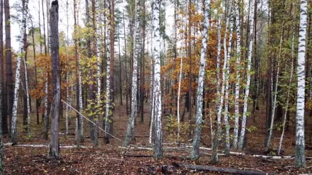 Осенний Лес Берез Сосен — стоковое видео