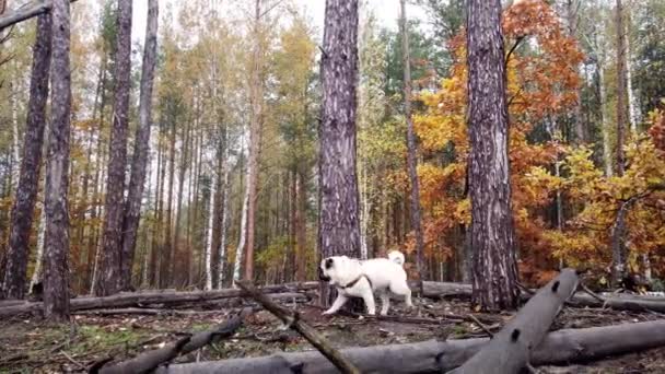 Frumoase Plimbări Pug Tineri Pădurea Toamnă — Videoclip de stoc