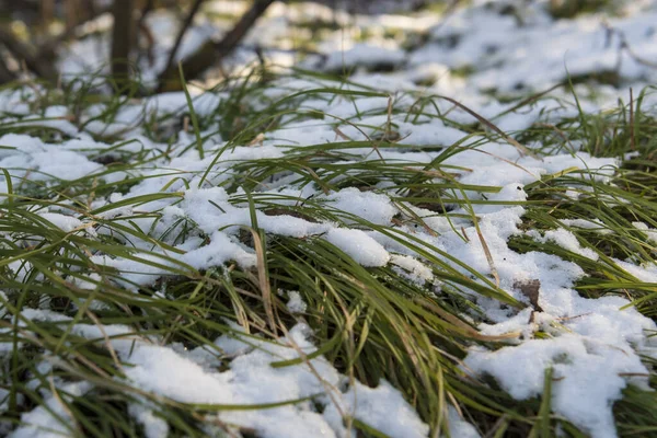 雪の中の緑の芝生 — ストック写真