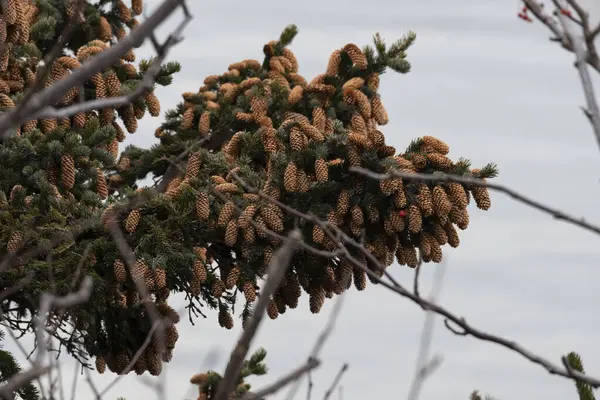 Dallardaki Köknar Kozalakları — Stok fotoğraf