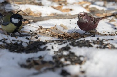 tit and common lentils on earth