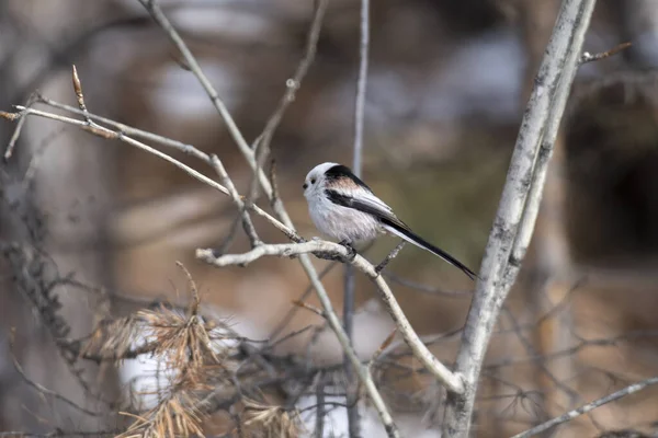 Long Tailed Tit Branch — Zdjęcie stockowe