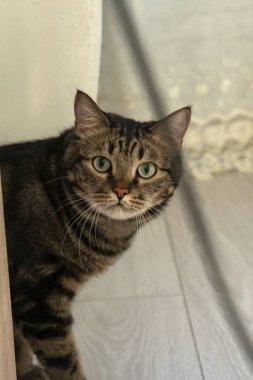 Avrupa 'da yerde kısa hava kedisi