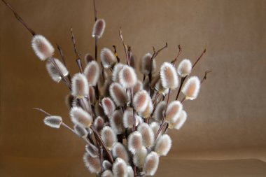 dal üzerinde söğüt tomurcukları