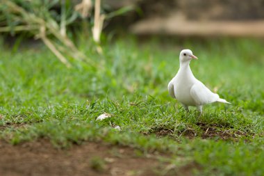 çim beyaz güvercin