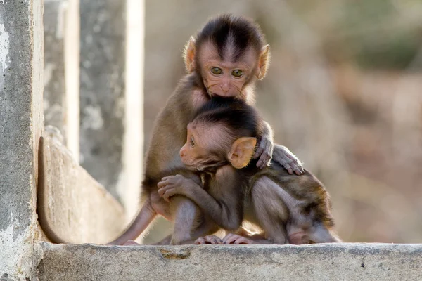 サルの赤ちゃん — ストック写真