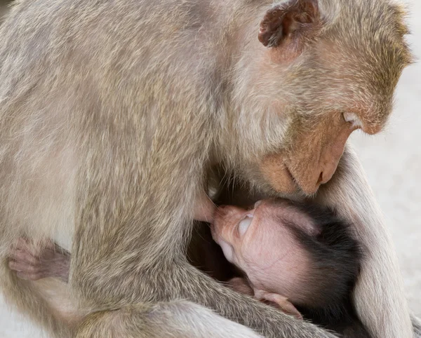 サルの赤ちゃんと母親 — ストック写真