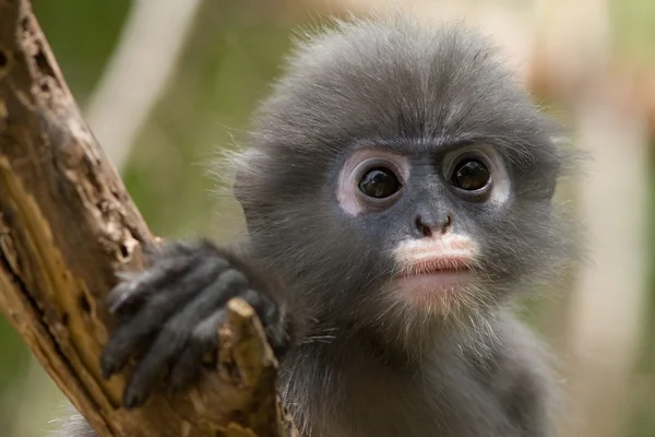 Mladí langur detail — Stock fotografie