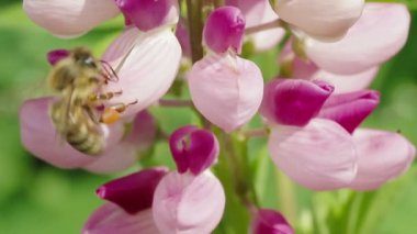 Arı lupine pembe çiçeklerden nektar toplar
