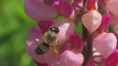 Arı, lupin nektarı toplar.
