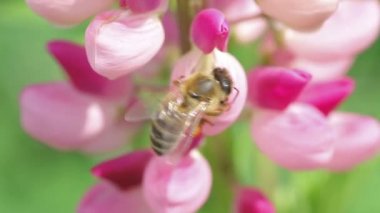 Arı, lupin nektarı toplar.