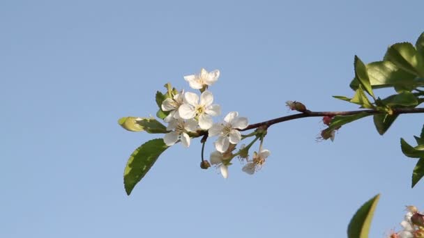 Fleurs de cerisier dans le ciel gros plan — Video