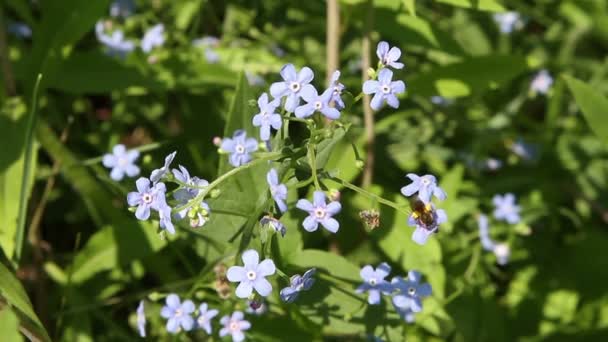 Blauwe forget-me-not — Stockvideo