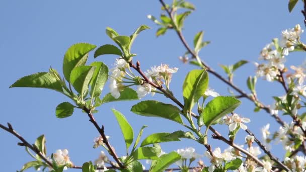 Cerejeira floresce no céu — Vídeo de Stock