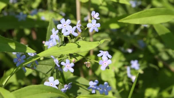 Körsbär blommar på himlen — Stockvideo