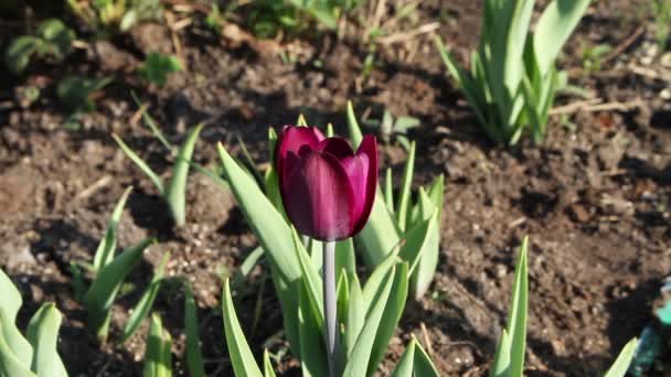 Пурпурный тюльпан — стоковое видео