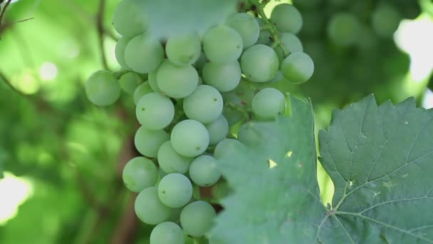 Green grapes — Stock Video