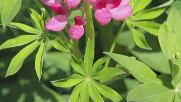 Fleurs roses lupin. la caméra remonte vers le haut 