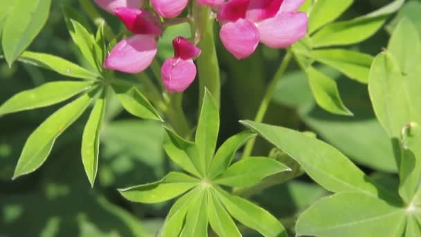 Růžové květy lupine. kamera se pohybuje směrem nahoru — Stock video