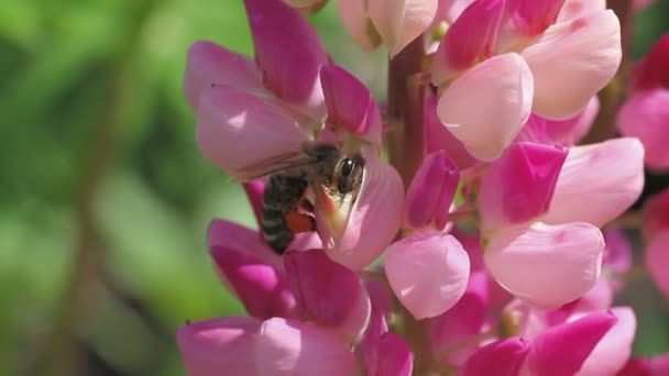 Bee collects nectar of lupine — Stock Video