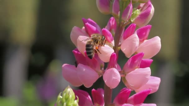 Bijen verzamelen nectar van lupine — Stockvideo