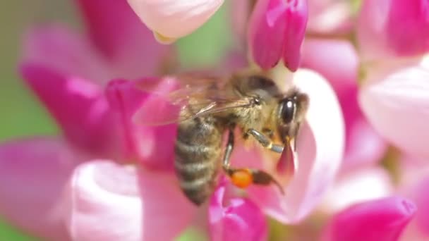 La abeja recoge el néctar de las flores rosadas del altramuz de cerca — Vídeo de stock