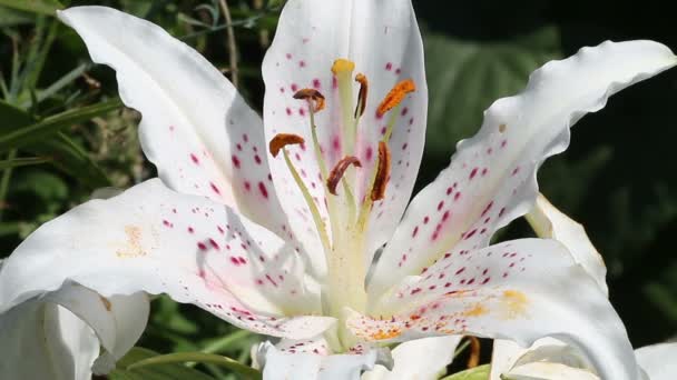 White lily flower — Stock Video