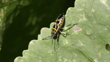 lahana böcek bir sayfada