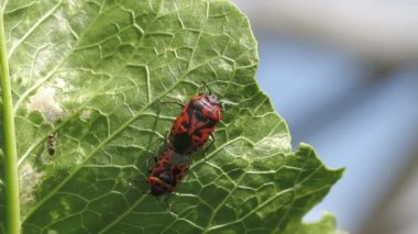 lahana hata çift eurydema ventralis