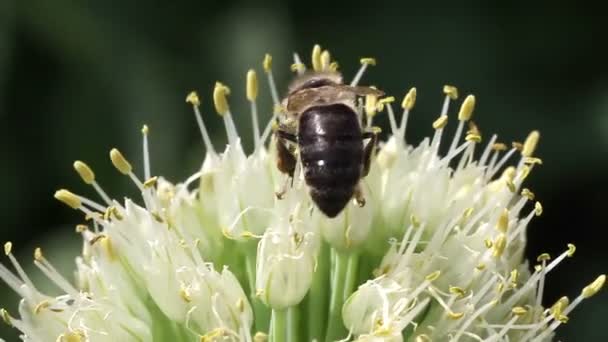 Bee on a flowering onion — Stock Video