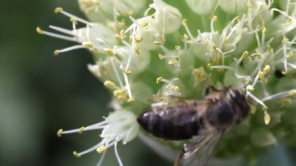 Pszczół zapylających cebula — Wideo stockowe