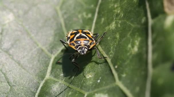 Euridema ventral. nome comum: Repolho vermelho Bug close-up — Vídeo de Stock