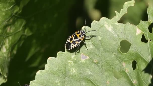 Cabbage bug Eurydema ventralis — Stock Video