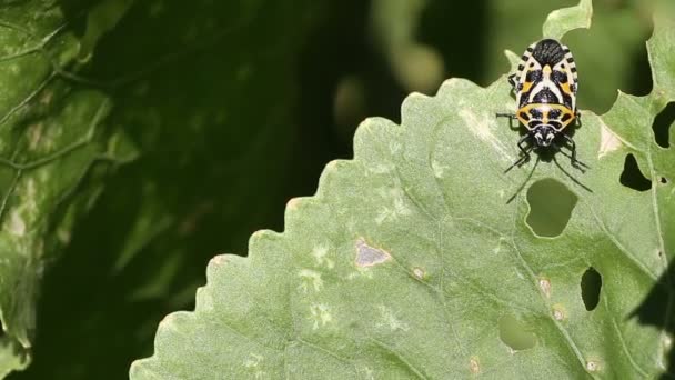 Eurydema ventralis. распространенное название: Red Cabbage Bug — стоковое видео