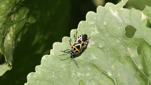 Insecto de col Eurydema ventralis — Vídeos de Stock