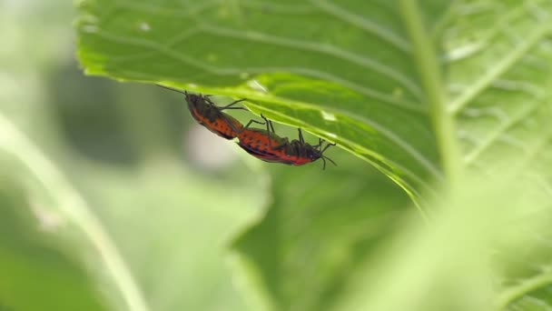 Cabbage bedbug couple Eurydema ventralis — Stock Video