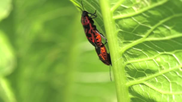 Красный капустный жук. спаривание. Eurydema ventralis — стоковое видео